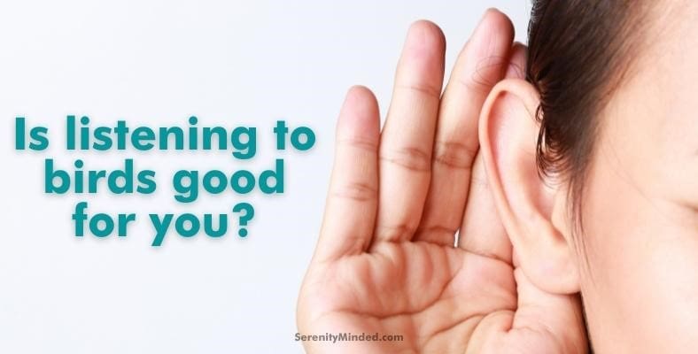 is listening to birds good for you