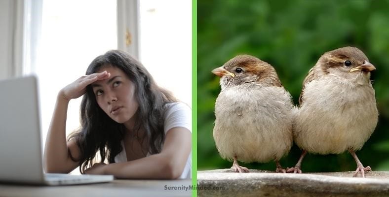 why are birds so annoying in the morning