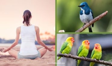 Why Is The Sound Of Birds Chirping So Peaceful?