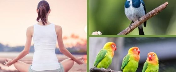 Why Is The Sound Of Birds Chirping So Peaceful?